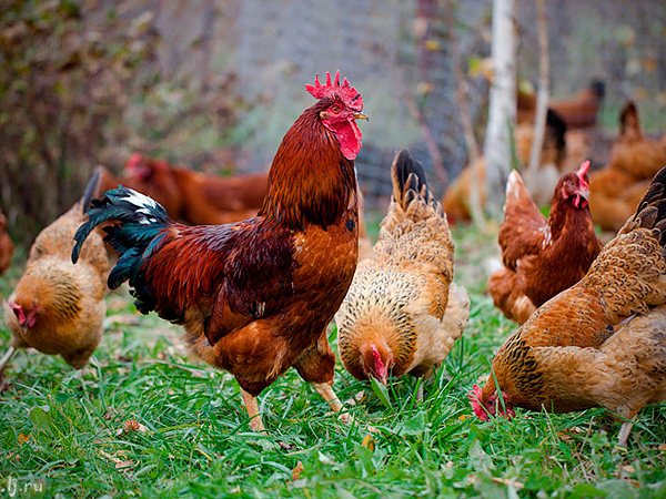 Породы куриц | ЗооТом - продажа, вязка и услуги для животных в Набережных Челнах