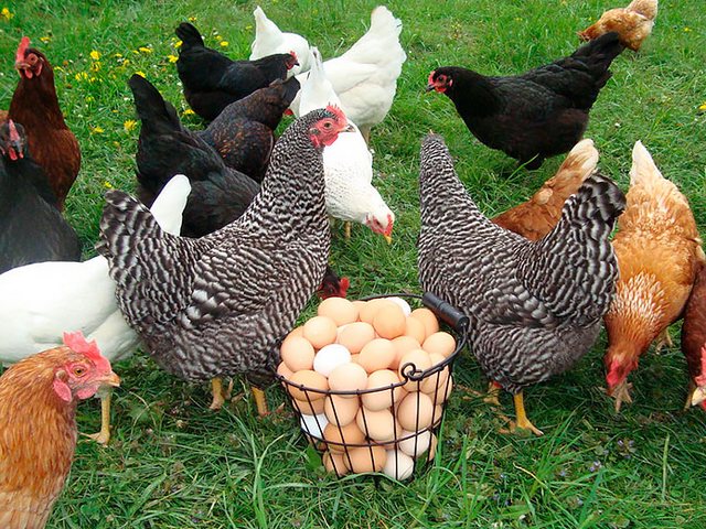 Содержание кур и уход за ними | ЗооТом - продажа, вязка и услуги для животных в Набережных Челнах Содержание кур и уход за ними | ЗооТом - продажа, вязка и услуги для животных в Набережных Челнах
