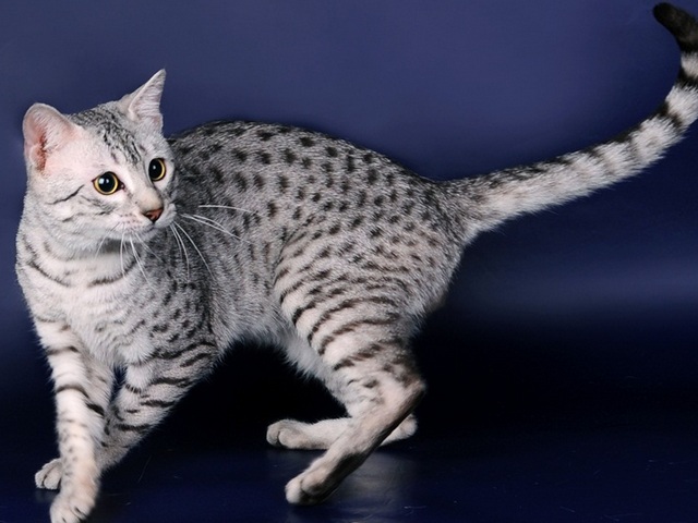 Породы кошек в Набережных Челнах | ЗооТом портал о животных