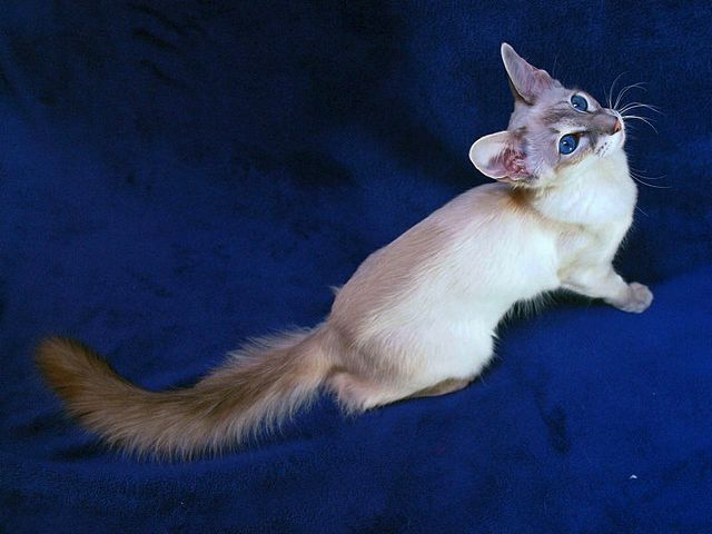 Выведенные породы кошек в Набережных Челнах | ЗооТом портал о животных