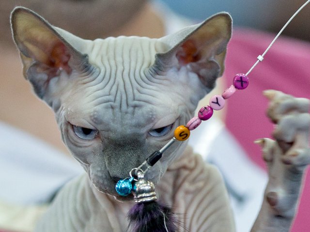 Выставки кошек в Набережных Челнах | ЗооТом портал о животных