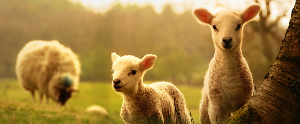 Объявления о сельскохозяйственных животных | ЗооТом - продажа, вязка и услуги для животных в Набережных Челнах