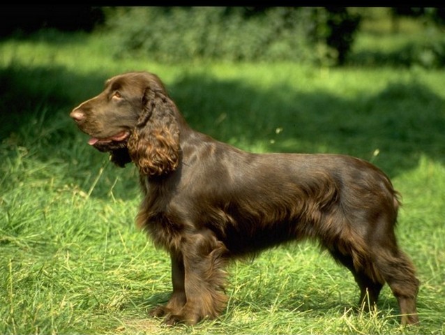 Породы собак в Набережных Челнах | ЗооТом портал о животных