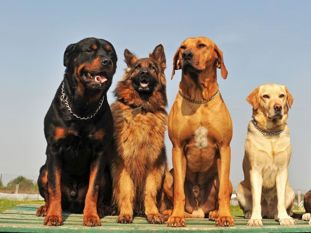 Крупные породы собак в Набережных Челнах | ЗооТом портал о животных